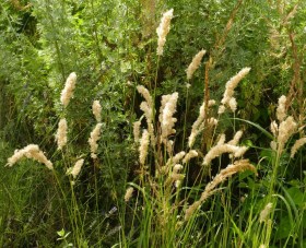 Erdélyi gyöngyperje - Melica transylvanica, Melica Transsilvanica, etnobotanika